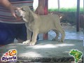 In Memorian - Fila Brasileiro Filhotes -  Canil Singular - Filhos Bridanino